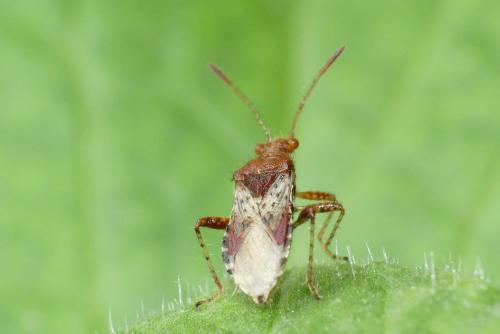 Rhopalus subrufus